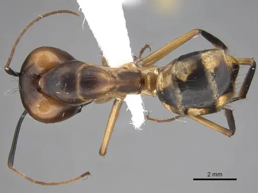 Camponotus aegyptiacus specimen CASENT0922849 image casent0922849_1
