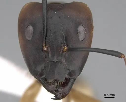 Camponotus aegyptiacus specimen CASENT0922849 image casent0922849_2
