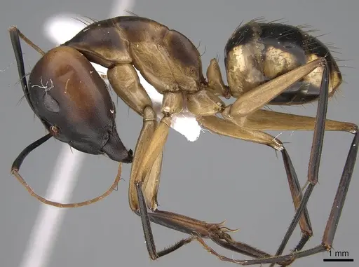 Camponotus aegyptiacus specimen CASENT0922849 image casent0922849_3