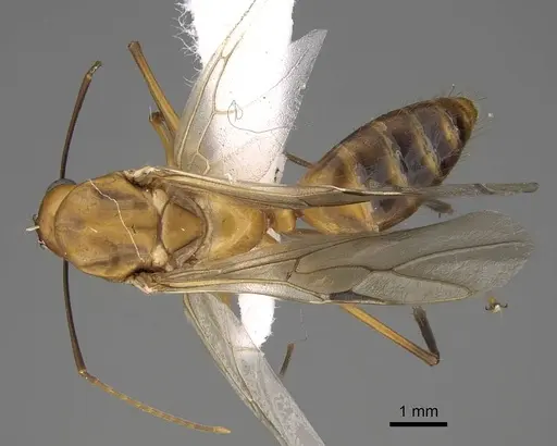 Camponotus aegyptiacus specimen CASENT0922850 image casent0922850_1