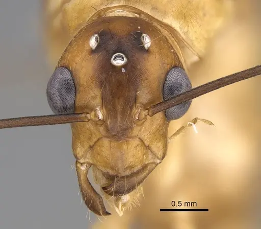 Camponotus aegyptiacus specimen CASENT0922850 image casent0922850_2