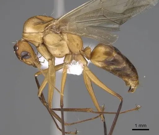 Camponotus aegyptiacus specimen CASENT0922850 image casent0922850_3