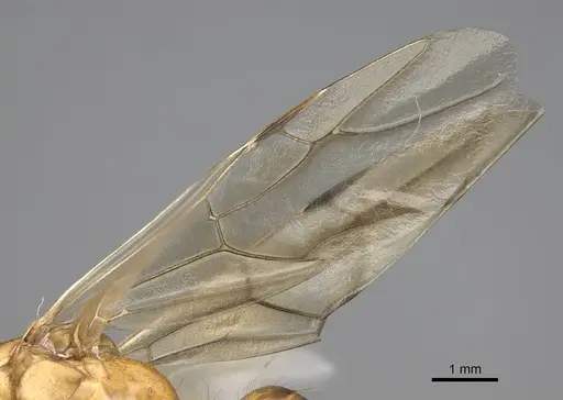 Camponotus aegyptiacus specimen CASENT0922850 image casent0922850_4