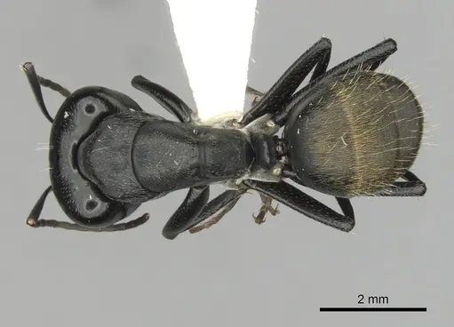 Camponotus aeneopilosus specimen CASENT0280171 image casent0280171_1
