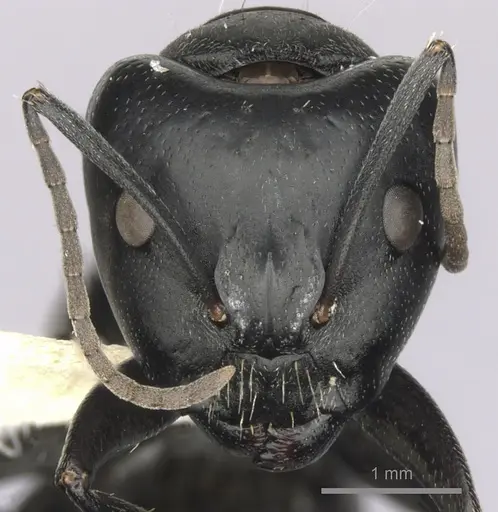 Camponotus aeneopilosus specimen CASENT0280171 image casent0280171_2