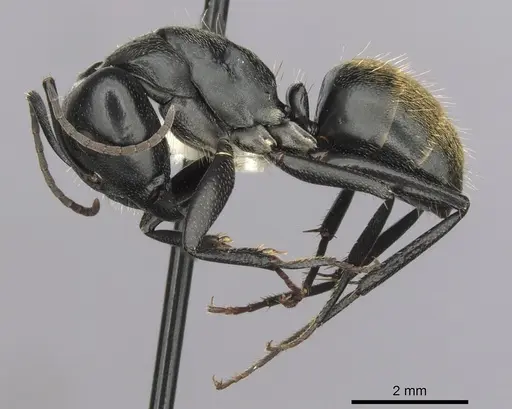 Camponotus aeneopilosus specimen CASENT0280171 image casent0280171_3