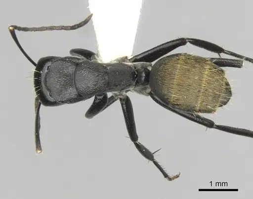 Camponotus aeneopilosus specimen CASENT0280172 image casent0280172_1