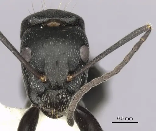 Camponotus aeneopilosus specimen CASENT0280172 image casent0280172_2
