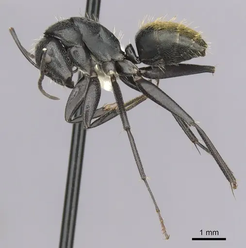 Camponotus aeneopilosus specimen CASENT0280172 image casent0280172_3