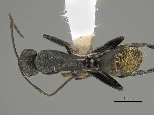 Camponotus aeneopilosus specimen CASENT0887672 image casent0887672_1