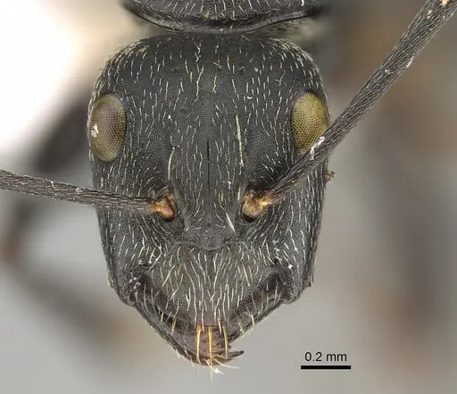 Camponotus aeneopilosus specimen CASENT0887672 image casent0887672_2