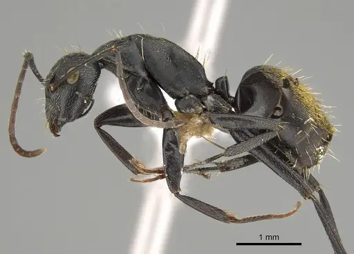 Camponotus aeneopilosus specimen CASENT0887672 image casent0887672_3