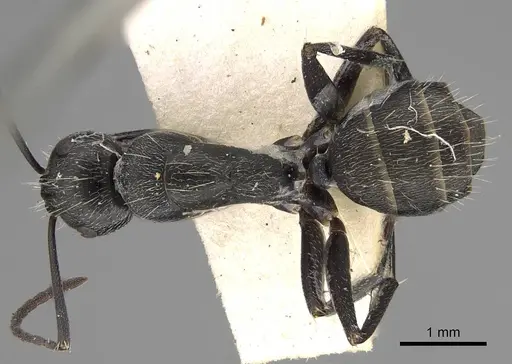 Camponotus aeneopilosus specimen CASENT0906929 image casent0906929_1