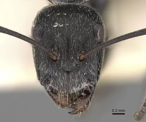 Camponotus aeneopilosus specimen CASENT0906929 image casent0906929_2