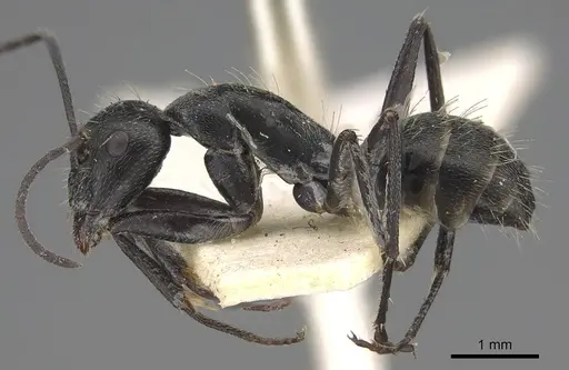 Camponotus aeneopilosus specimen CASENT0906929 image casent0906929_3