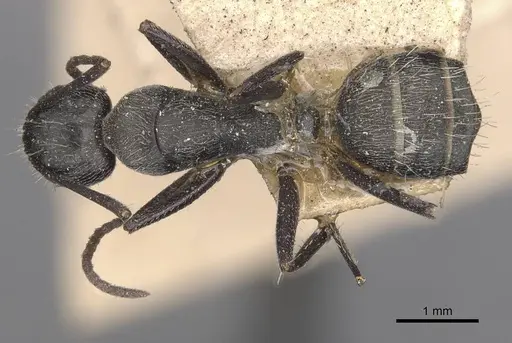Camponotus aeneopilosus specimen CASENT0910363 image casent0910363_1