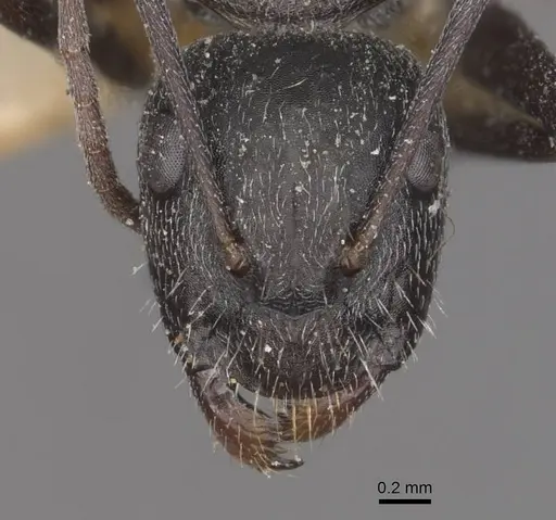 Camponotus aeneopilosus specimen CASENT0910363 image casent0910363_2