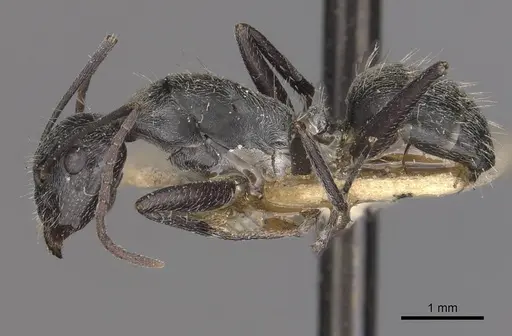 Camponotus aeneopilosus specimen CASENT0910363 image casent0910363_3