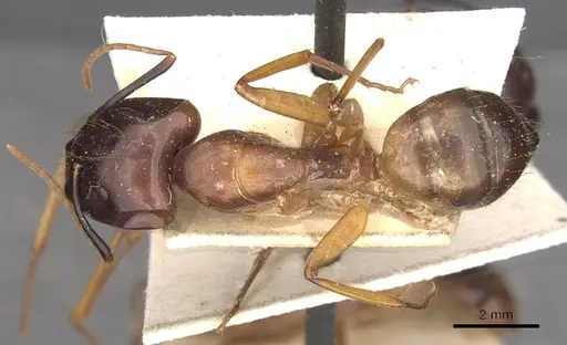 Camponotus aequatorialis specimen CASENT0910041 image casent0910041_1