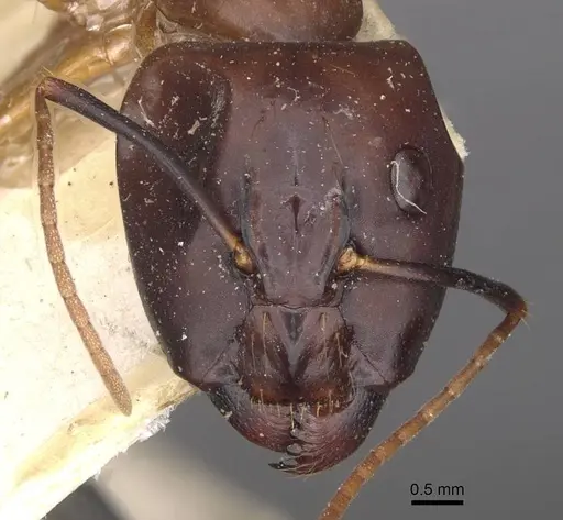 Camponotus aequatorialis specimen CASENT0910041 image casent0910041_2