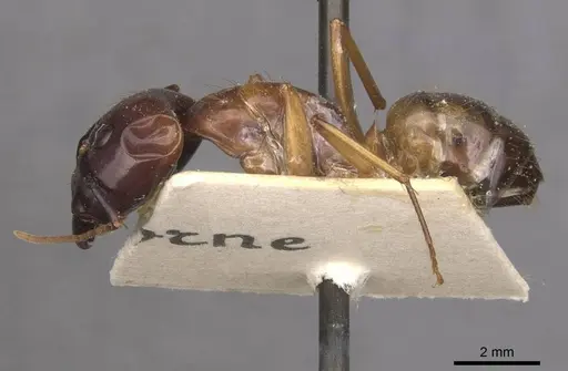 Camponotus aequatorialis specimen CASENT0910041 image casent0910041_3