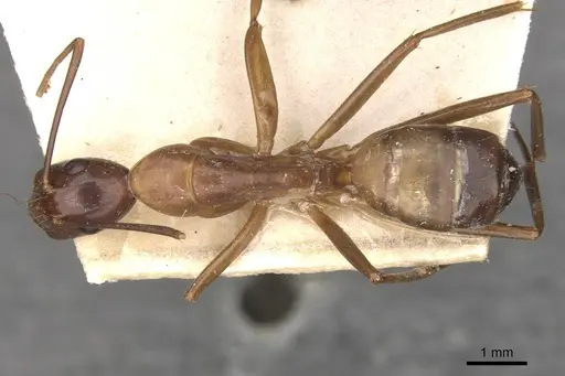 Camponotus aequatorialis specimen CASENT0910042 image casent0910042_1