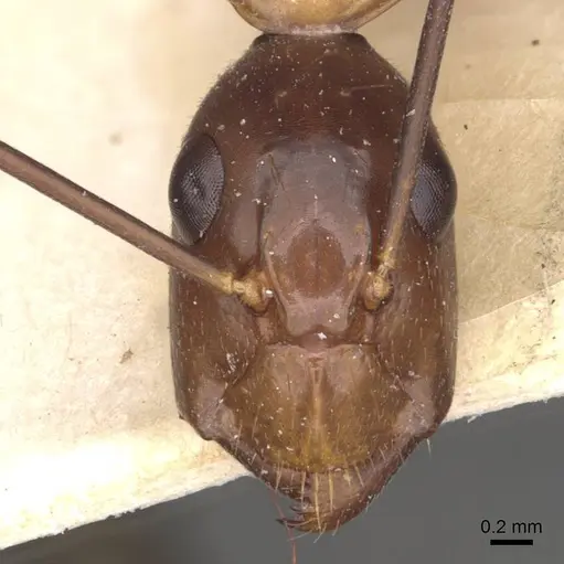Camponotus aequatorialis specimen CASENT0910042 image casent0910042_2