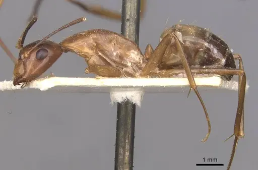 Camponotus aequatorialis specimen CASENT0910042 image casent0910042_3