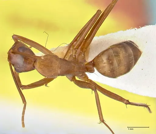 Camponotus aequatorialis specimen FOCOL2373 image focol2373_1