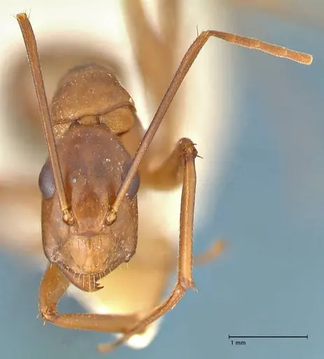 Camponotus aequatorialis specimen FOCOL2373 image focol2373_2