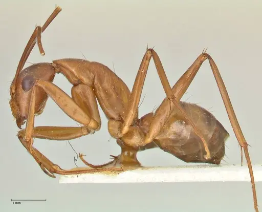 Camponotus aequatorialis specimen FOCOL2373 image focol2373_3