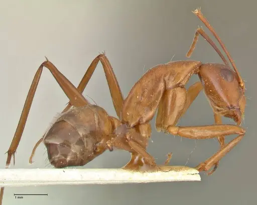 Camponotus aequatorialis specimen FOCOL2373 image focol2373_4