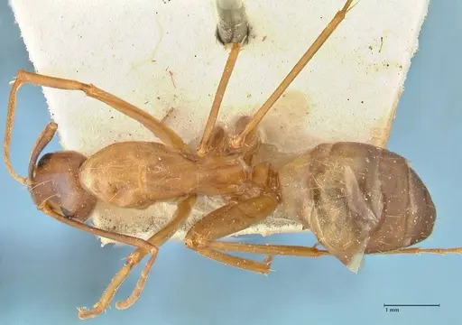 Camponotus aequatorialis specimen FOCOL2374 image focol2374_1
