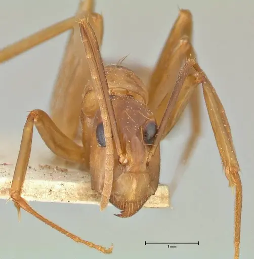 Camponotus aequatorialis specimen FOCOL2374 image focol2374_2