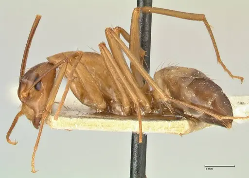 Camponotus aequatorialis specimen FOCOL2374 image focol2374_3