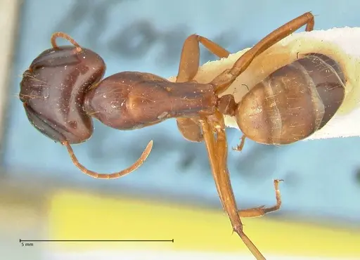 Camponotus aequatorialis specimen FOCOL2375 image focol2375_1