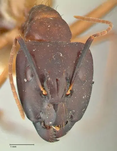 Camponotus aequatorialis specimen FOCOL2375 image focol2375_2