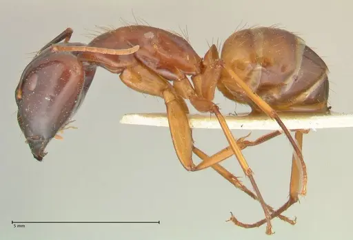 Camponotus aequatorialis specimen FOCOL2375 image focol2375_3