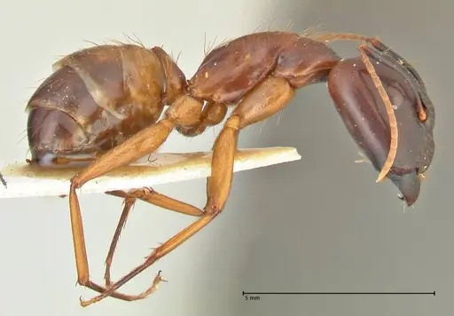 Camponotus aequatorialis specimen FOCOL2375 image focol2375_4