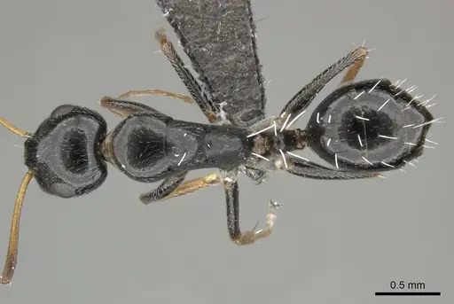 Camponotus aequitas specimen CASENT0235831 image casent0235831_1
