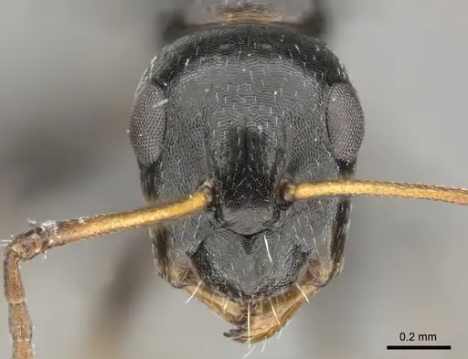 Camponotus aequitas specimen CASENT0235831 image casent0235831_2
