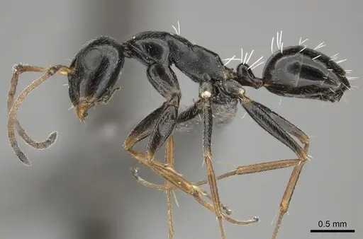 Camponotus aequitas specimen CASENT0235831 image casent0235831_3