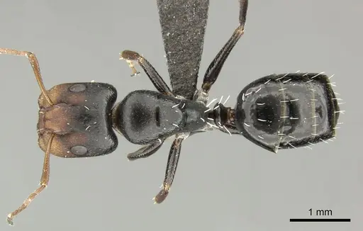 Camponotus aequitas specimen CASENT0235843 image casent0235843_1