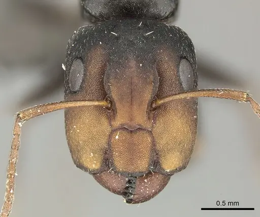 Camponotus aequitas specimen CASENT0235843 image casent0235843_2