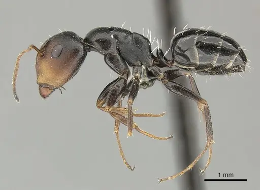 Camponotus aequitas specimen CASENT0235843 image casent0235843_3