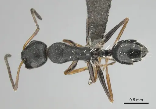 Camponotus aequitas specimen CASENT0255988 image casent0255988_1