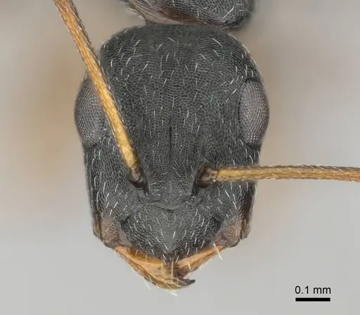Camponotus aequitas specimen CASENT0255988 image casent0255988_2