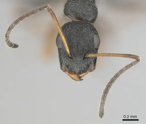 Camponotus aequitas specimen CASENT0255988 image casent0255988_3