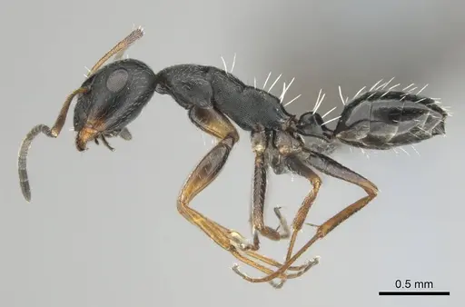 Camponotus aequitas specimen CASENT0255988 image casent0255988_4