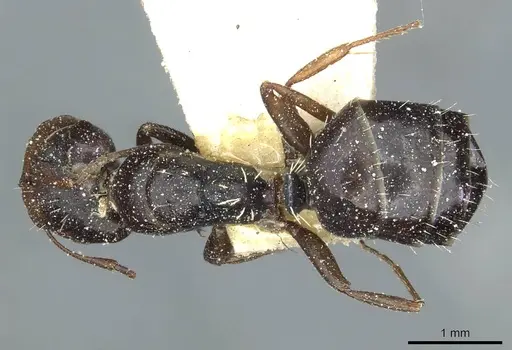 Camponotus aequitas specimen CASENT0911815 image casent0911815_1